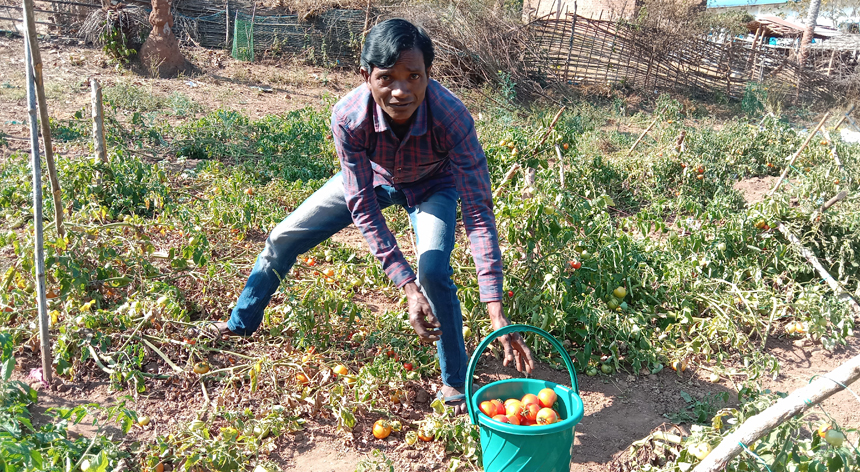 860px x 472px - Kitchen Garden in Rayagada: proving sustainable model for food and  nutrition security â€“ Caritas India Global Program