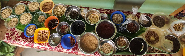Seed Bank: viable insurance for the future of agriculture