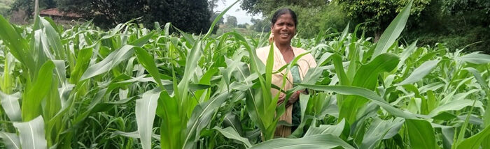 Optimising smallholders food security through crop diversification