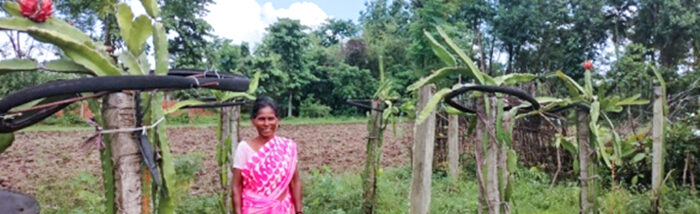From Homemaker to Dragon Fruit Lady: The U3 Programme Empowers Rural Women in West Bengal