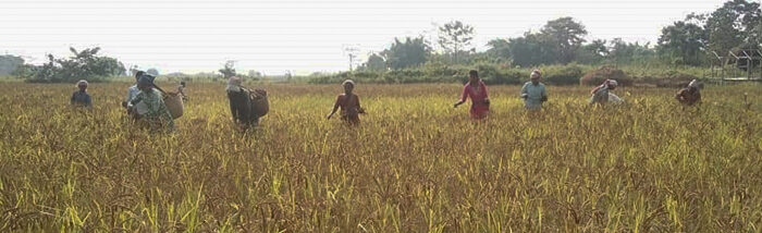 Why are smallholder farmers from Assam reviving millets on their farms?