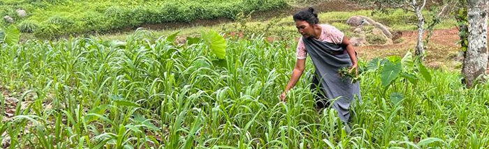 Reviving Millet Farming for Health and Prosperity