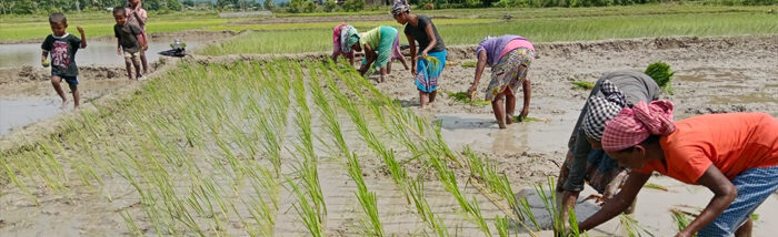Assam rice farmer uses SRI method for record production
