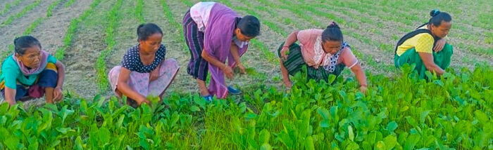 Farmers of Anandapur village stand together to overcome Food Security Challenges