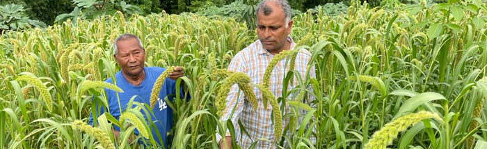 Resurgence of millet ignites Agricultural Transformation in Karbi Anglong