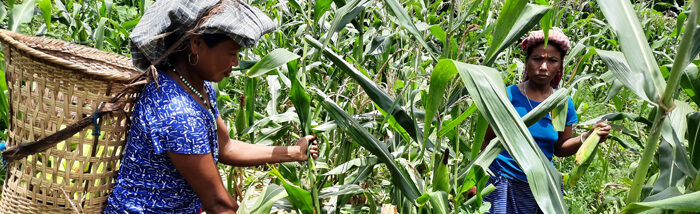 Collective farming, collective benefits: A case of Women Farmers Collective