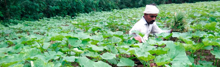 Integrated farming system cultivates sustainable future for small farmers
