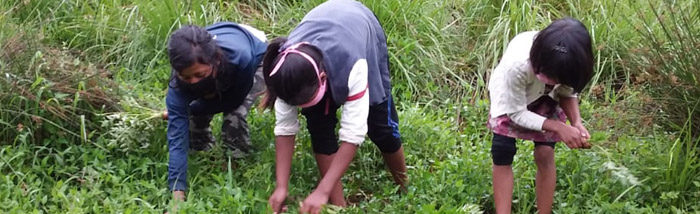Pandemic triggers revisiting wild edibles