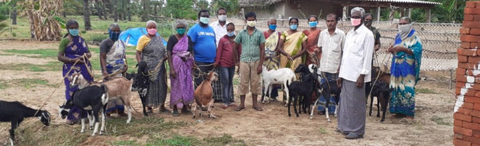 Cyclone Gaja affected prefer goat rearing enterprise