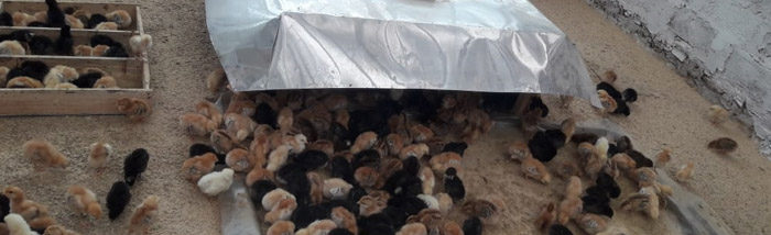 Poultry farming: A profitable business for young entrepreneurs