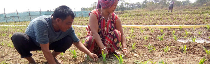 A Farmer to withstand the lockdown: Resilience amidst adversity