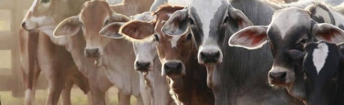 Hands-on experiential skill in livestock management helped to get a Government Job