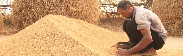 Diversification is Key to Sustainable Farming