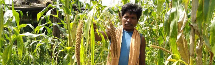 Baiga tribal restored to their traditional habitat through natural farming