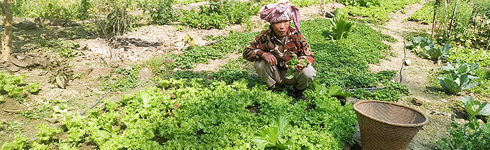 Backyard Garden: A source of income generation