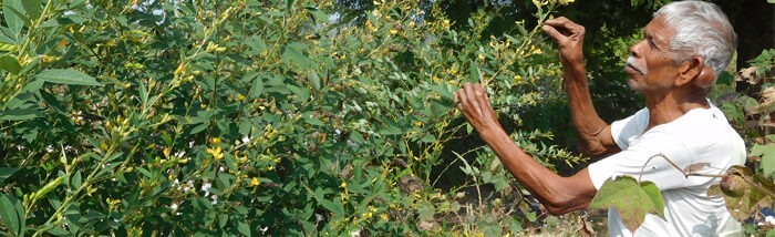 Organic Farming boosting the Income of Tribal Farmers in Adilabad