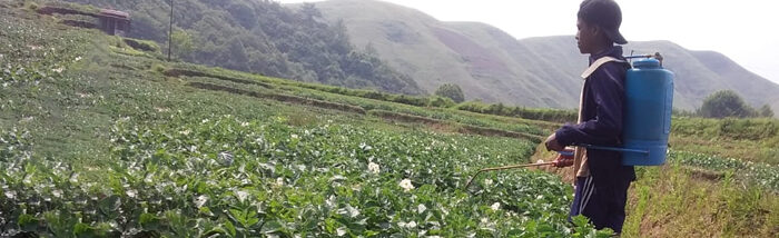 East Khasi Hills farmers proving organic bio pest repellent as sustainable solution for pest management