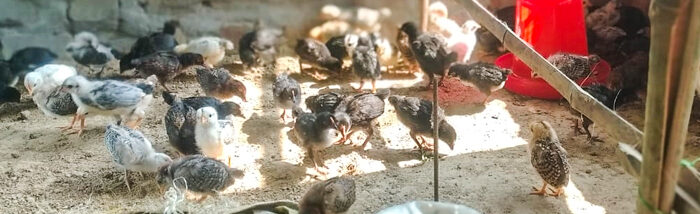 Pollution Free Poultry Farming (PFPF): An innovative method to improve income and health