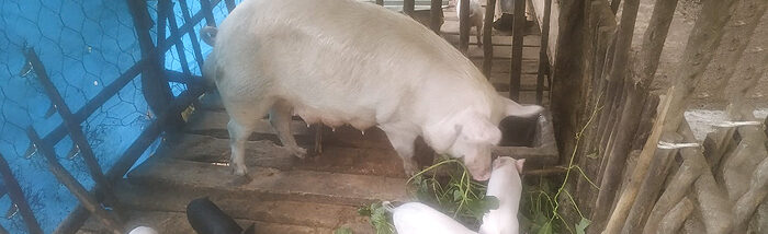 Mizoram Pig Farmers reviving from the effect of African Swine Flu