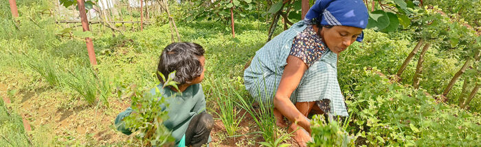 Bio-Diversity Garden: Foraging for conservation and consumption