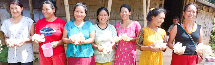 Oyster mushroom: A resource for marginalized tribal farmers