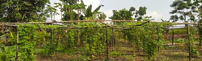 Food security challenges helping farmers to adapt to climate change