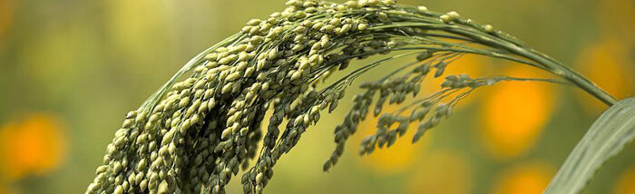 Telangana farmer bringing back millet into food system