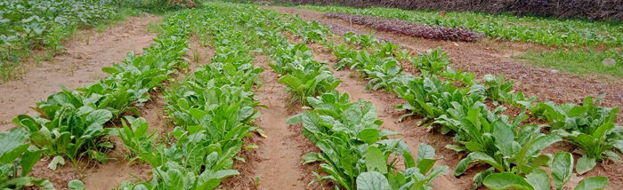 Subsistent farmers turning Agri entrepreneur