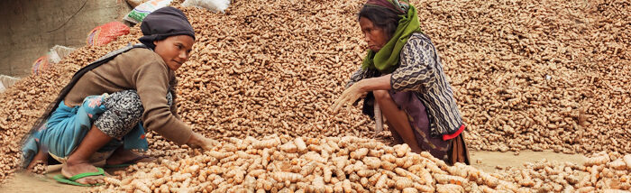 Golden spice: How Lakadong Turmeric became the new source of income for West Jaintia Hills Women
