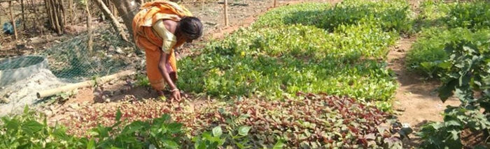 Now we have our own ‘Garden of Eden’ and it gives all I need: Karan Tudu, a marginal farmer