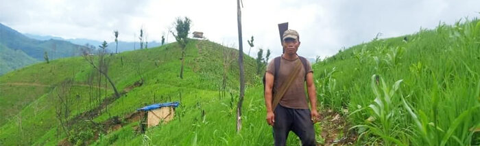 Farmers in Mizoram practising paddy cultivation through improved Jhum technique