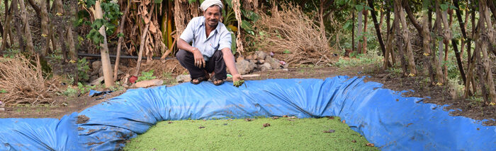 Azolla replacing expensive livestock feed