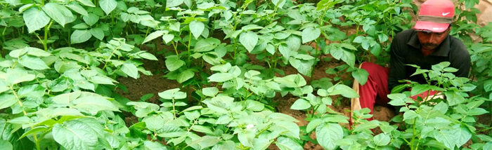 Improving Dietary Diversity through home-based Nutrition Garden
