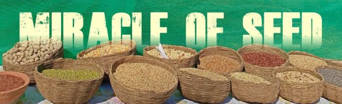 Seed of Resilience: Smallholder’s shift towards indigenous seed sources