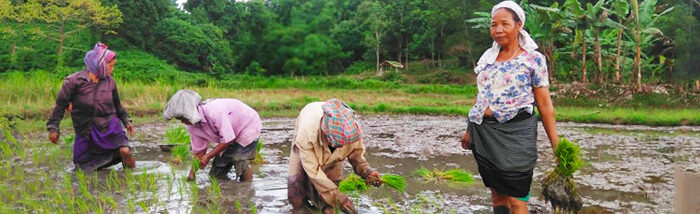 Lead farmers leaving the trail of success