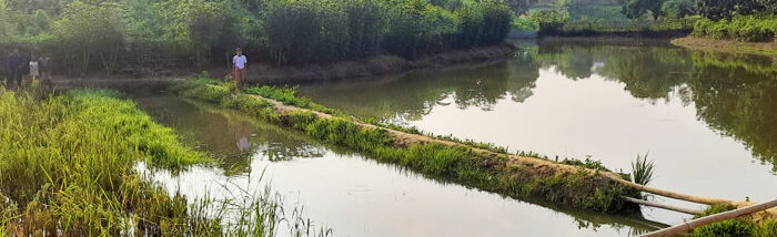 Paddy cum Fish farming gaining popularity