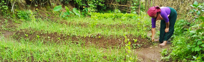Kitchen garden provides bountiful vegetables for progressive farmer of Jongksha village