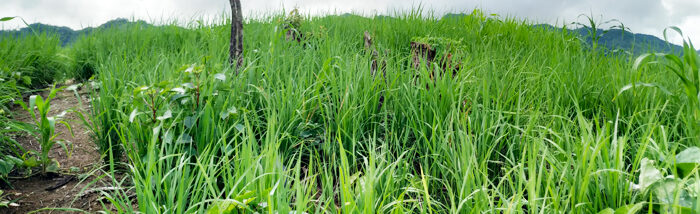 How can crop rotation improve agricultural productivity?