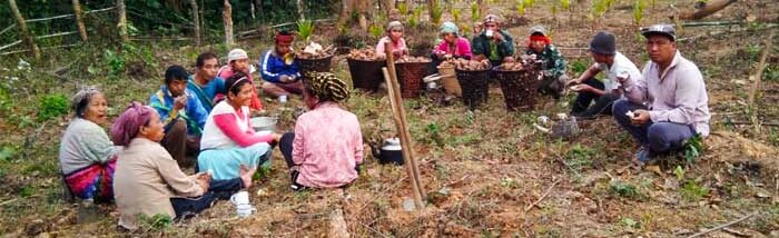 The new enterprisers of Nagaland