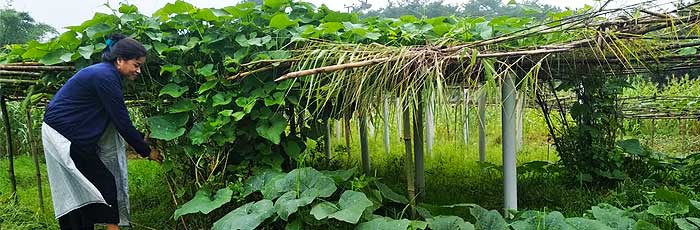 Upscaling farm production through MGNREGS