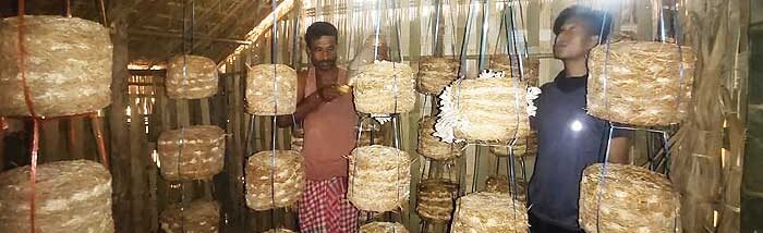 Hit by Covid-19 crisis, farmer sees oyster mushroom as a new way of earning