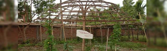 Backyard Garden redefined with Trellises