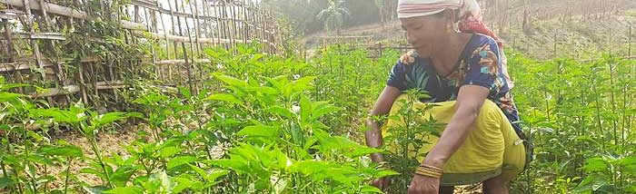 Food Security: During and Beyond Lockdown