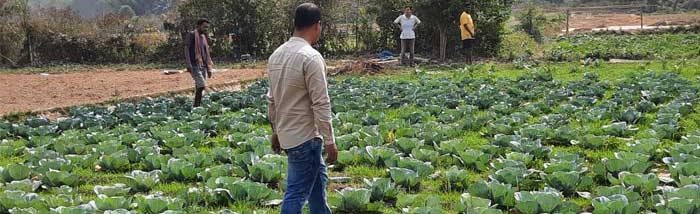 Agroecological Strategies to Enhance Natural Pollinators in Small-Farms