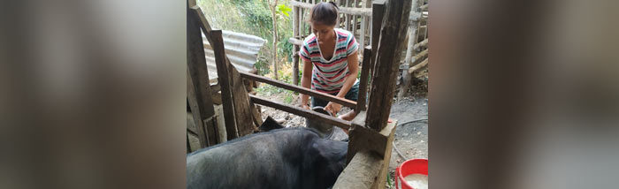 Helpless and Poor, how Lalmalsawmsaki still revolutionized her income through Pig Farming