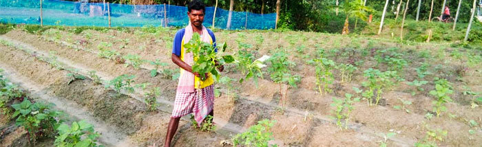 West Bengal Farmers fight climate change using adaptive agriculture practices