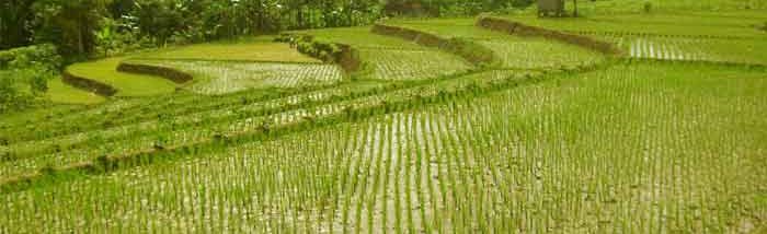 Caritas India developed PoP for Organic Rice Farming