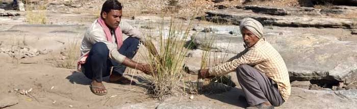 Medicinal herb Nagarmotha adding revenue for the Small farmers of Madhya Pradesh
