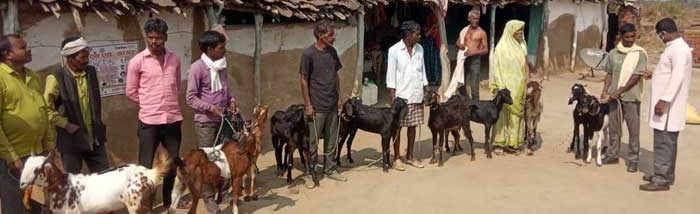 Potential Integration of Small Ruminants in Small Scale Farming System