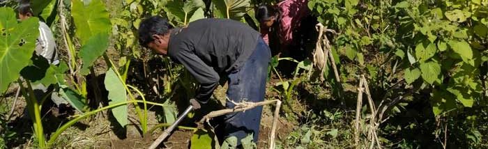 A Village headman in remote East Khasi Hills becomes the inspiration for Chemical-Free Farming